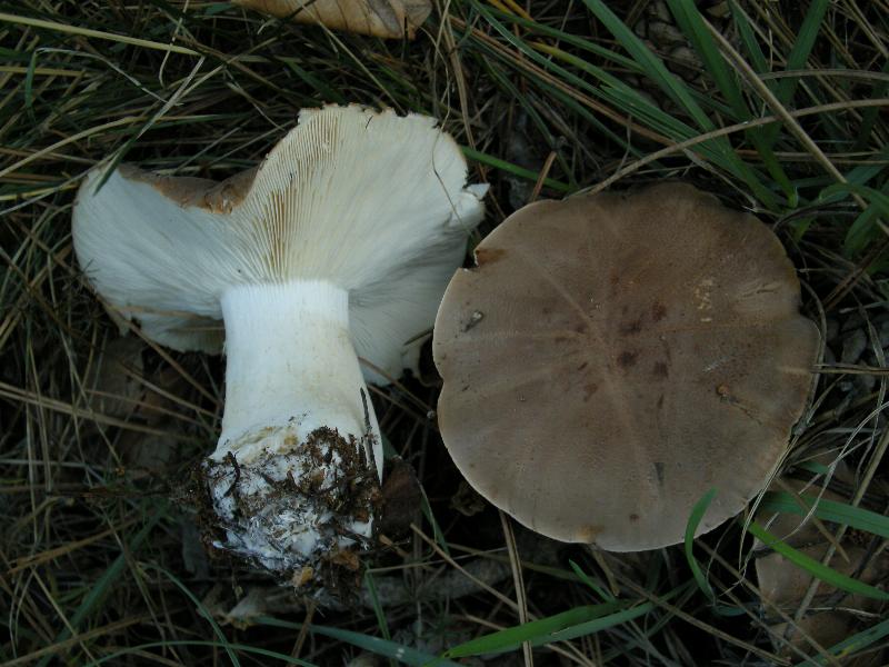 Escursione del 18.10.08