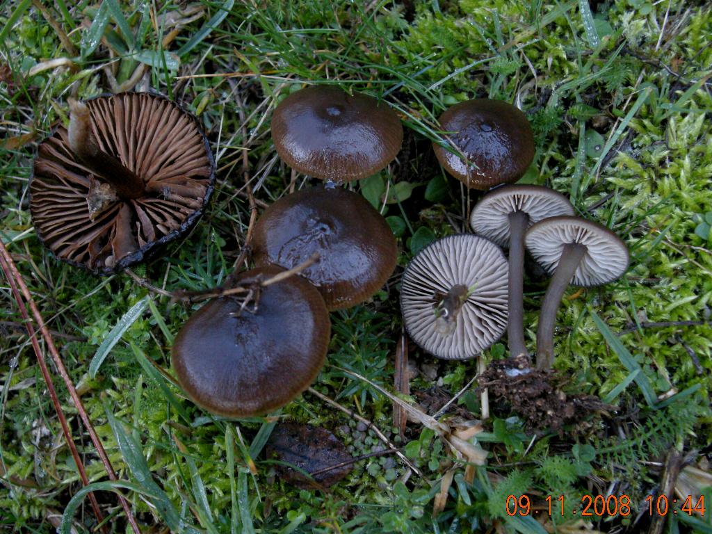 Escursione in Sila del 09.11.08