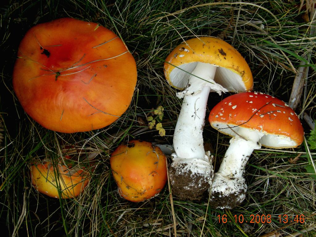 A. muscaria