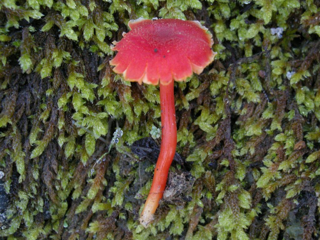 Hygrocybe  constrictospora?