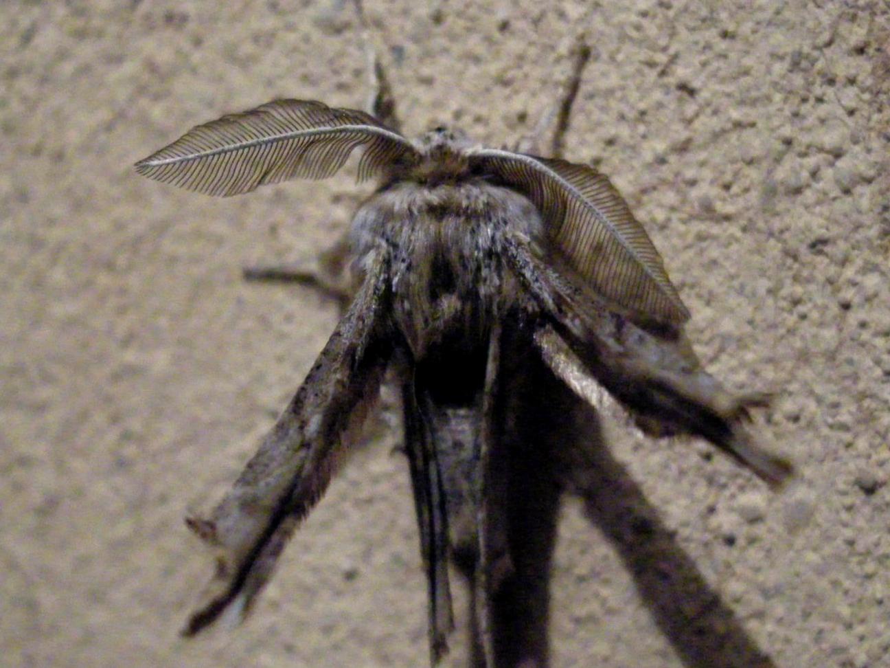 Falena 
