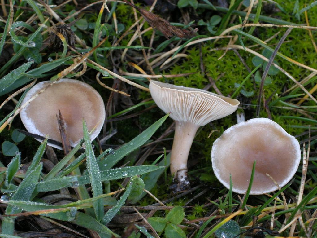Pollino 26.10.08