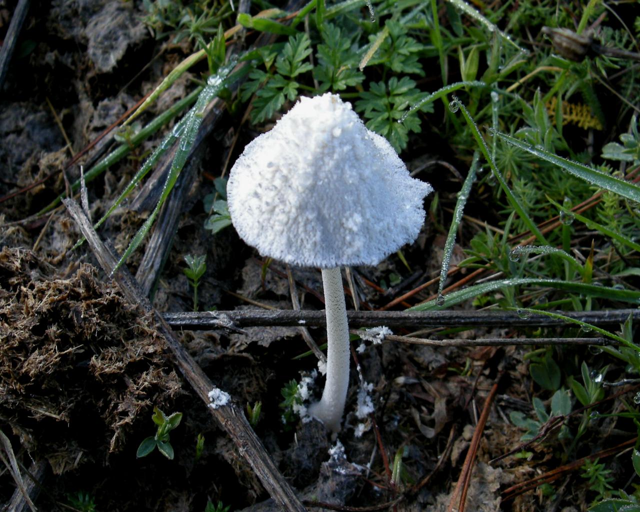 Pollino 26.10.08