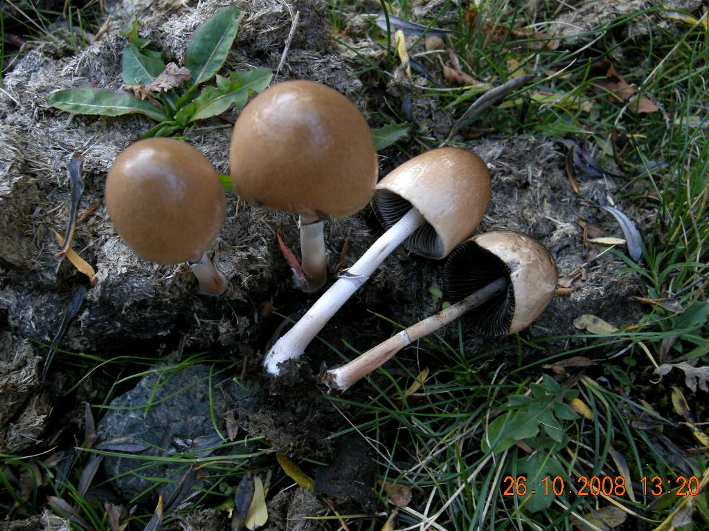 Pollino 26.10.08