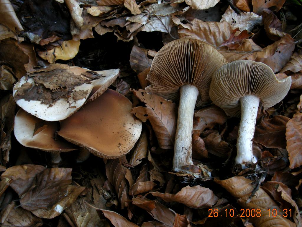 Pollino 26.10.08