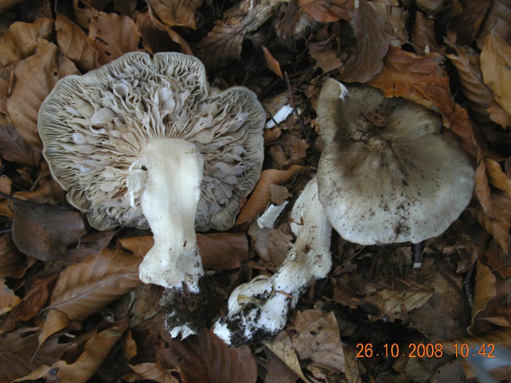 Pollino 26.10.08