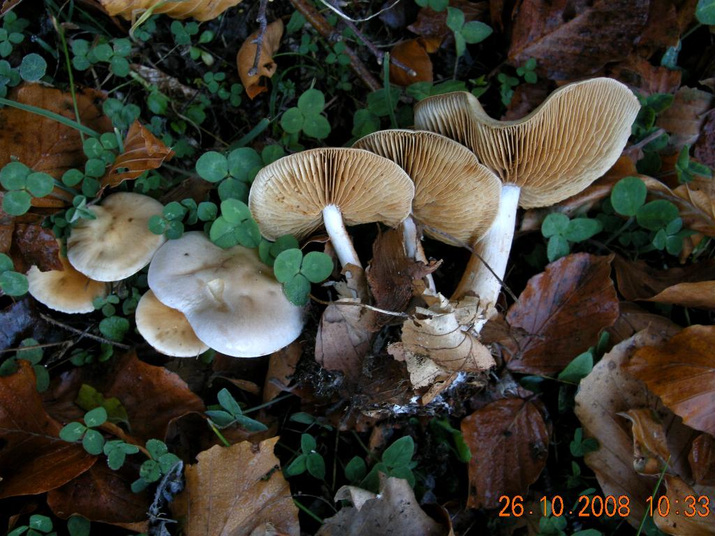 Pollino 26.10.08