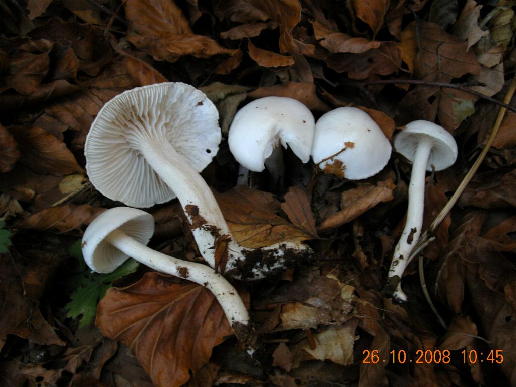 Pollino 26.10.08