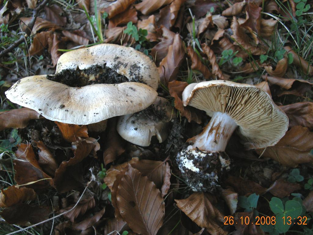 Pollino 26.10.08