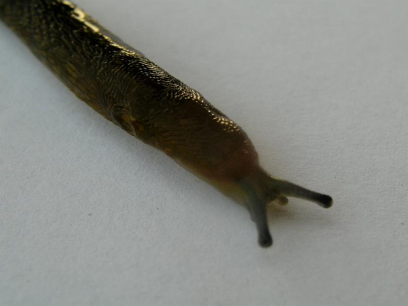 Piccola Limax