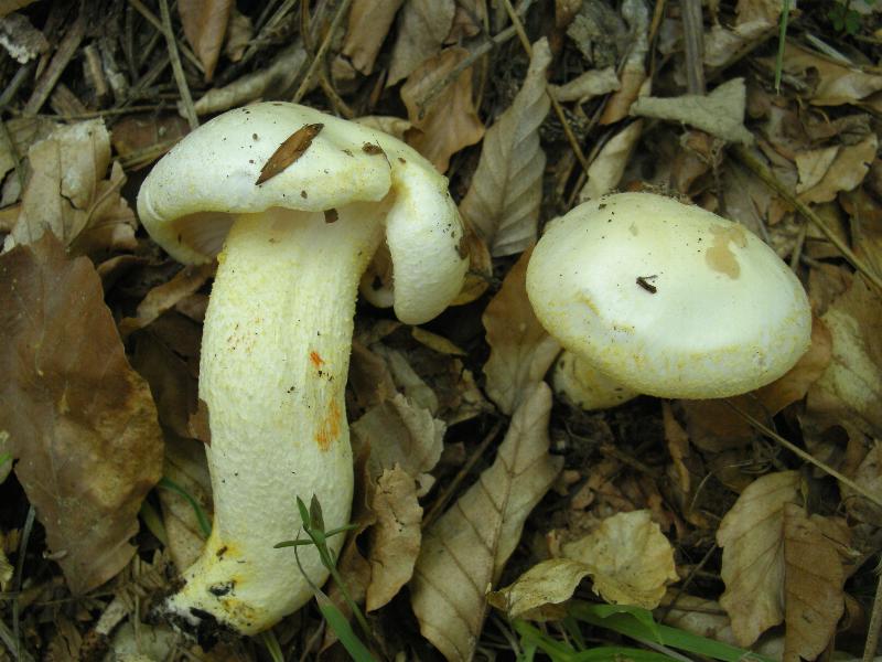 Escursione del 18.10.08