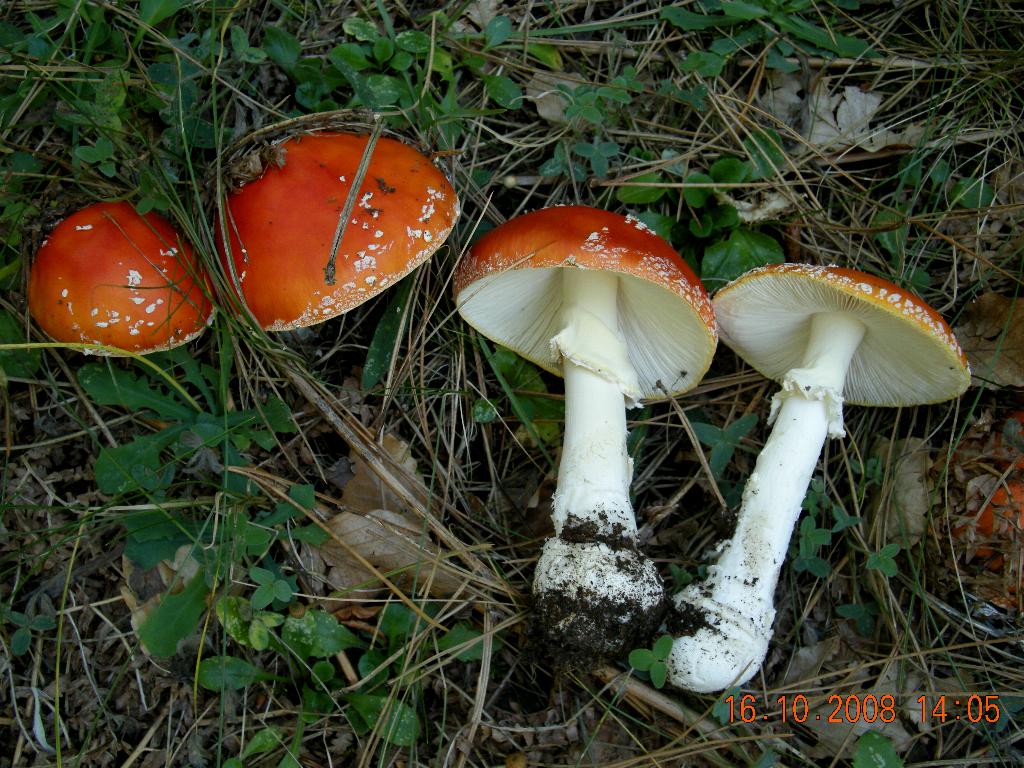 A. muscaria