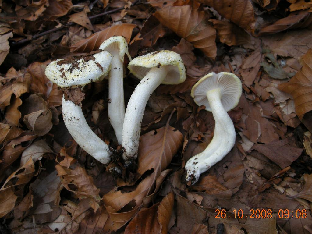Pollino 26.10.08