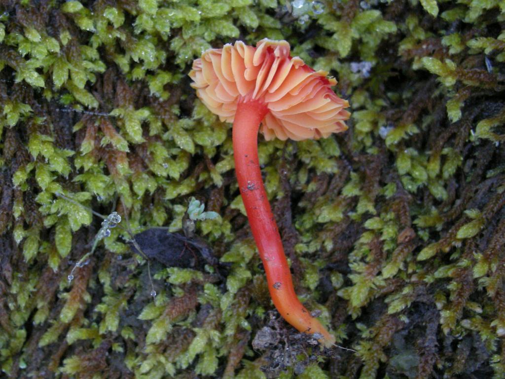 Hygrocybe  constrictospora?