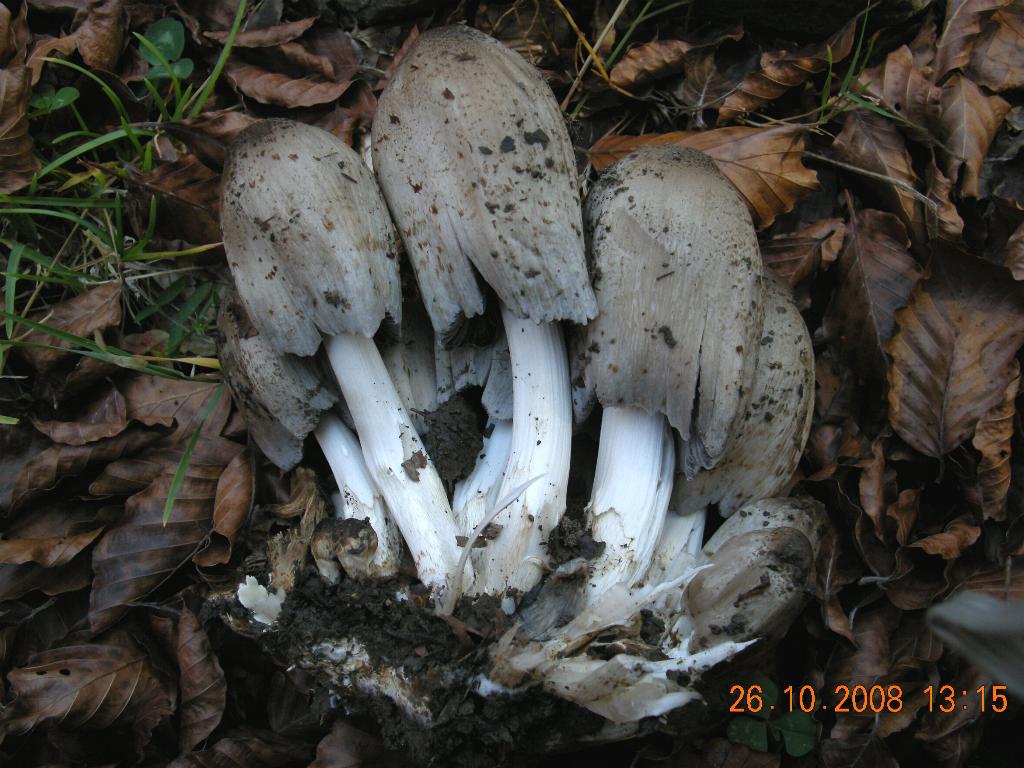 Pollino 26.10.08