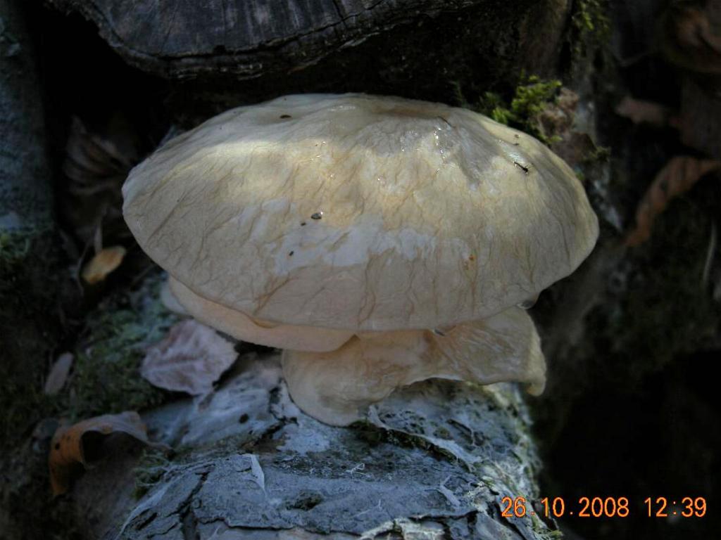 Pollino 26.10.08