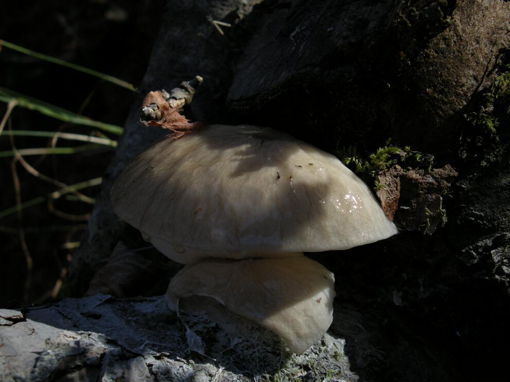 Pollino 26.10.08