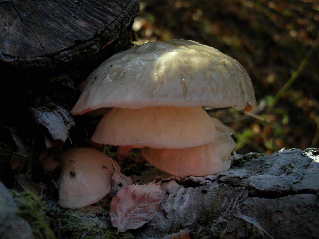 Pollino 26.10.08
