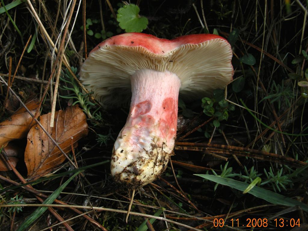 Escursione in Sila del 09.11.08