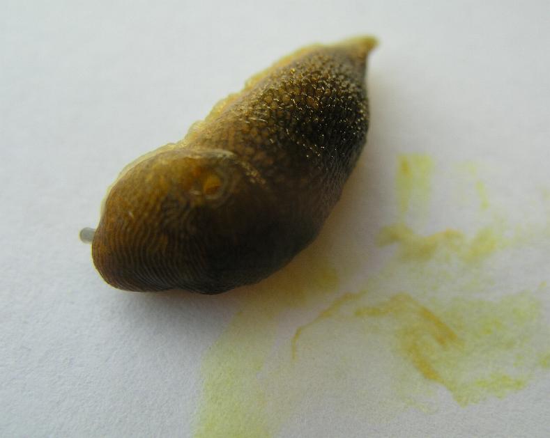Piccola Limax