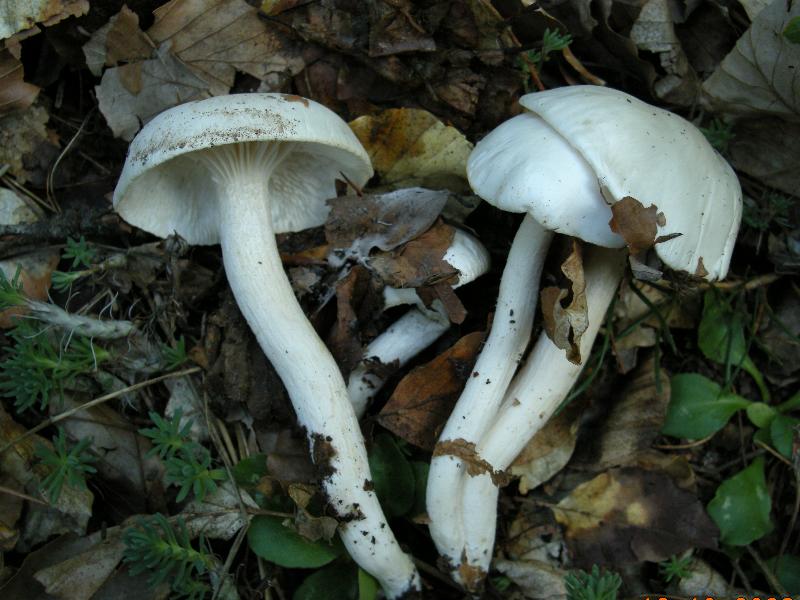 Escursione del 18.10.08