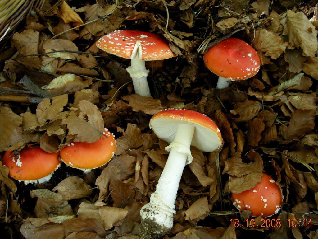 A. muscaria