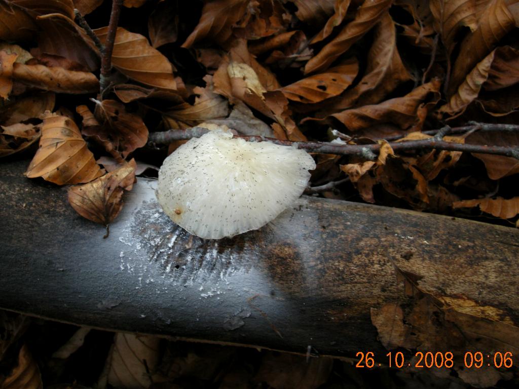 Pollino 26.10.08