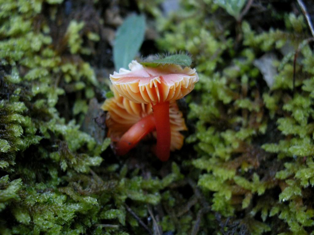 Hygrocybe  constrictospora?