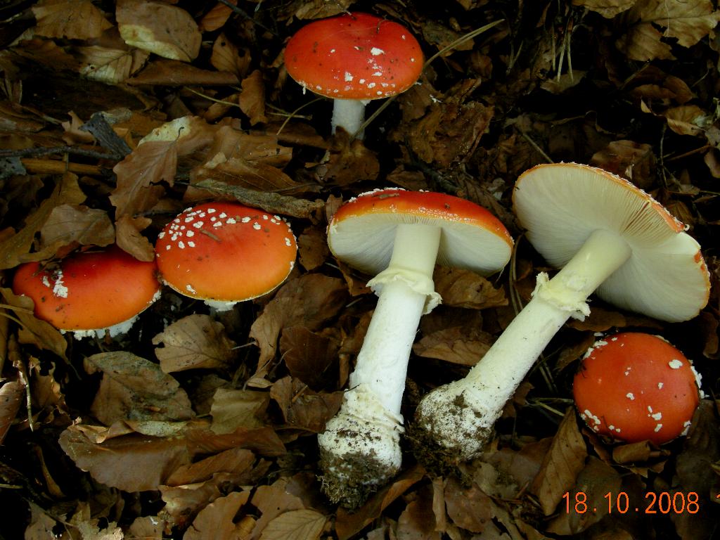 A. muscaria