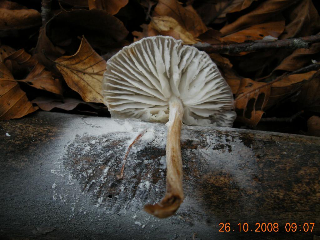 Pollino 26.10.08