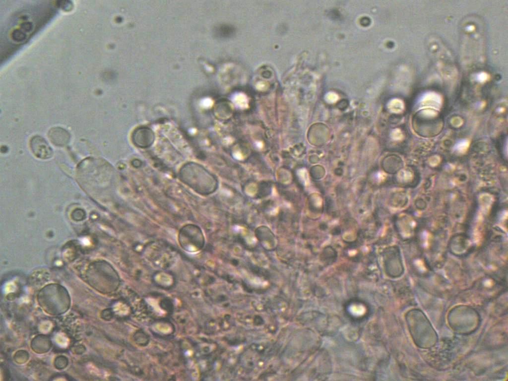 Hygrocybe  constrictospora?