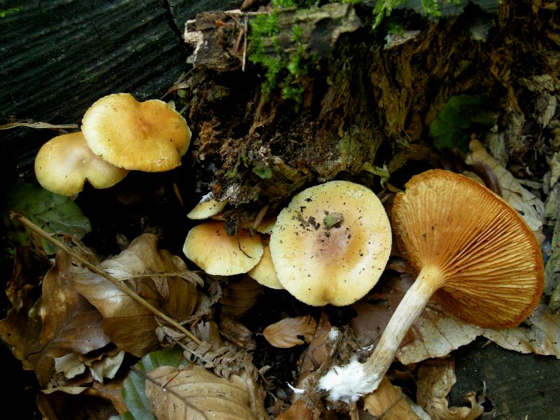 Escursione del 18.10.08