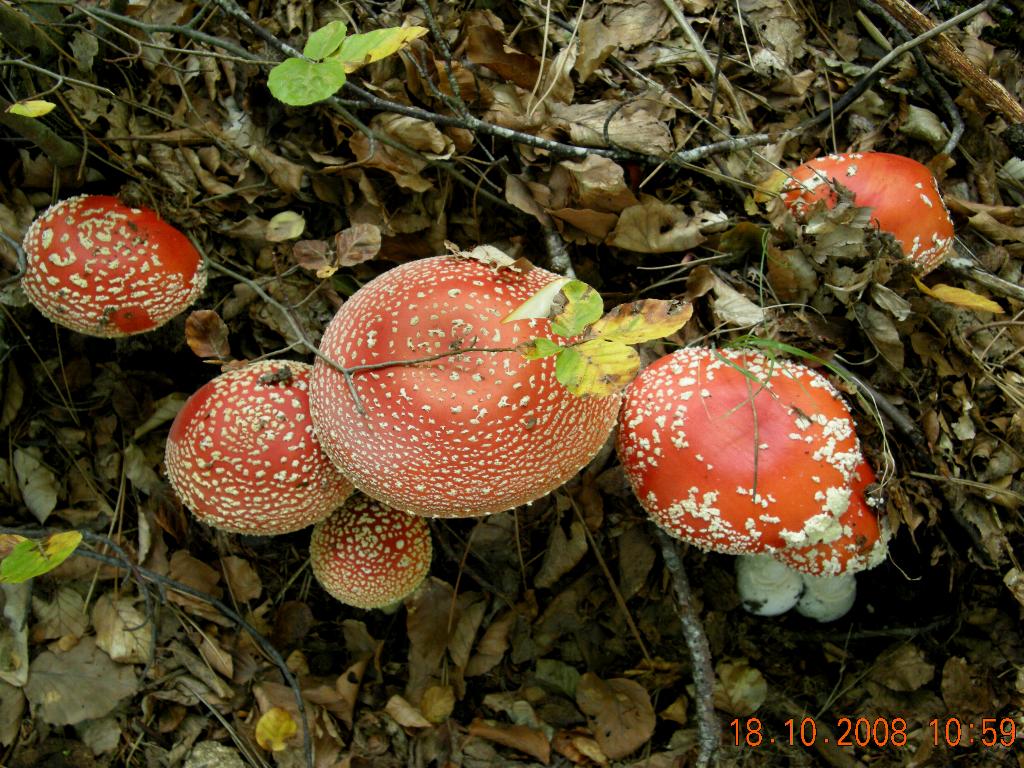 A. muscaria