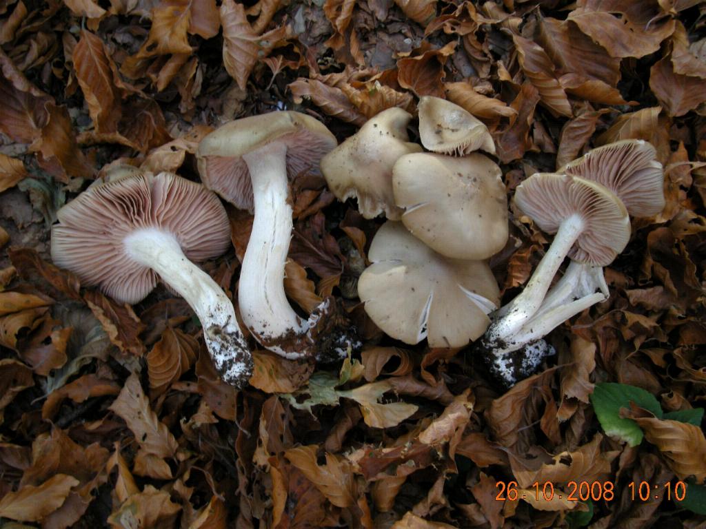 Pollino 26.10.08
