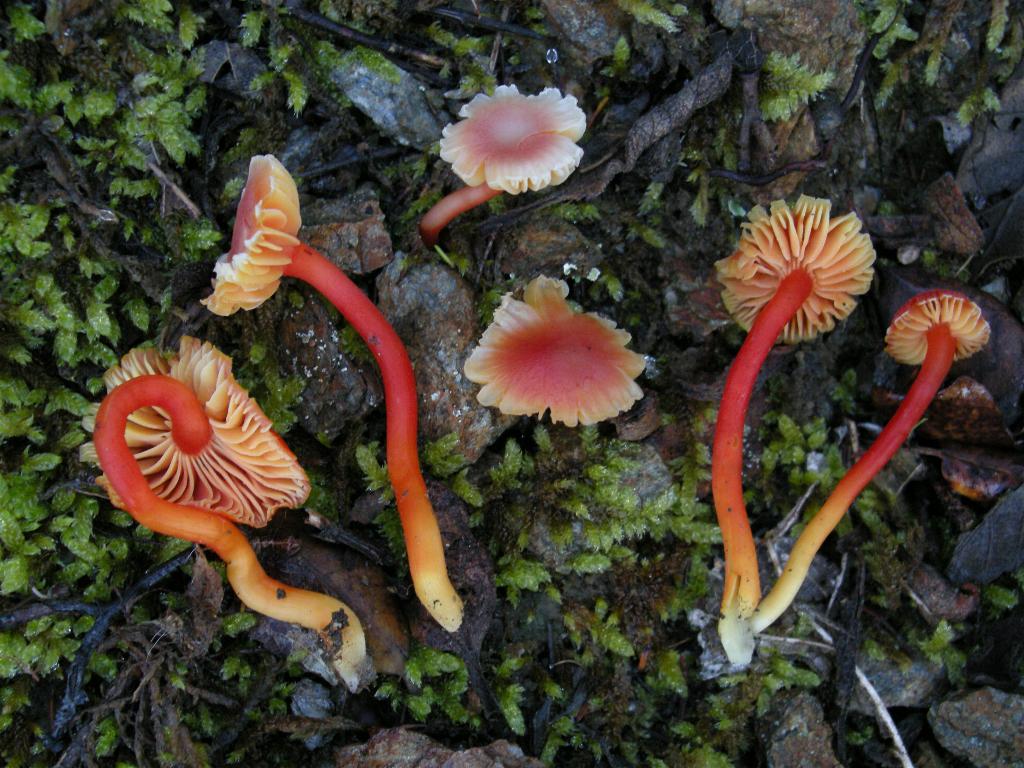 Hygrocybe  constrictospora?