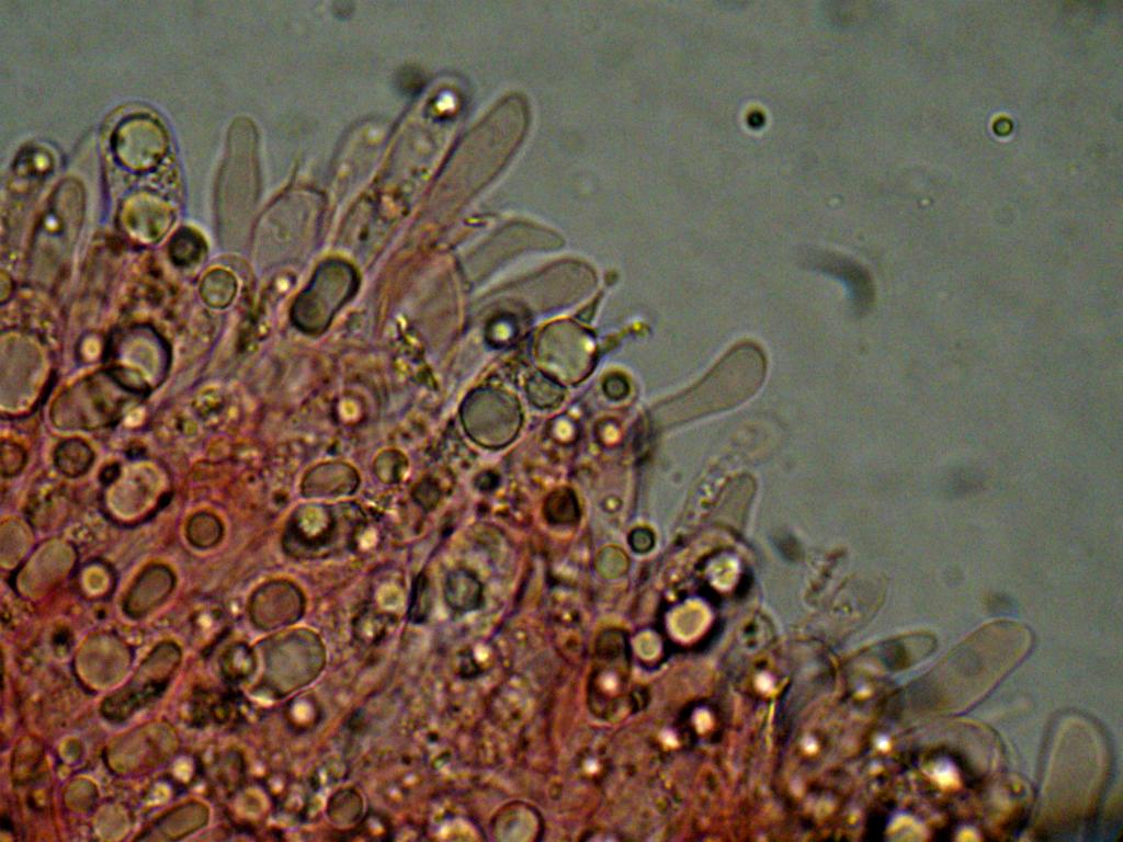 Hygrocybe  constrictospora?