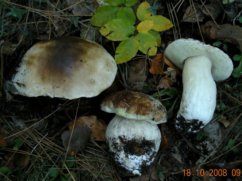 Escursione del 18.10.08