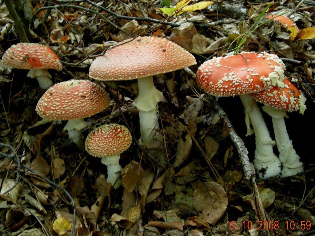 A. muscaria