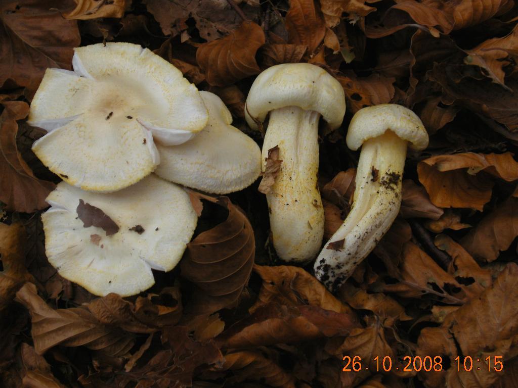 Pollino 26.10.08
