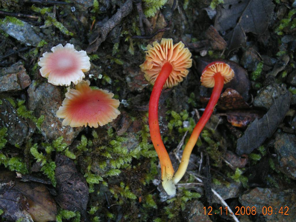 Hygrocybe  constrictospora?