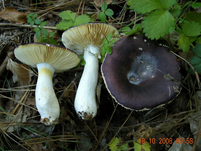 Escursione del 18.10.08