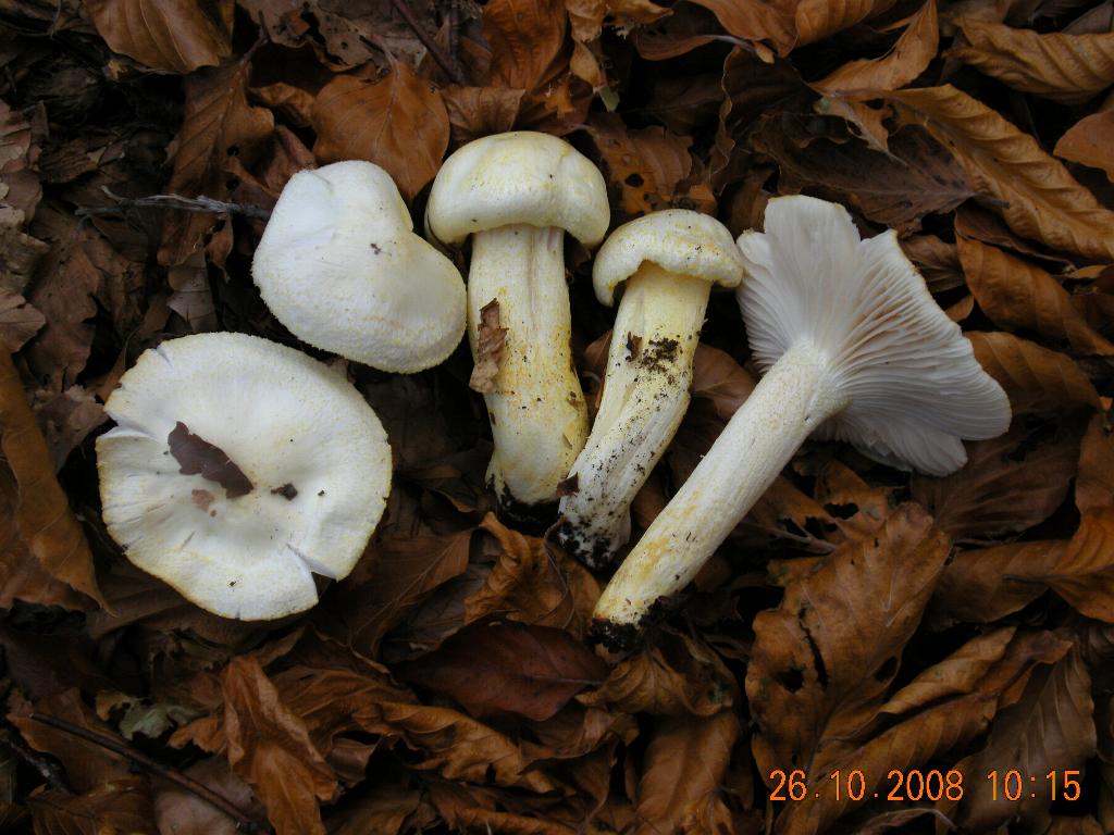 Pollino 26.10.08