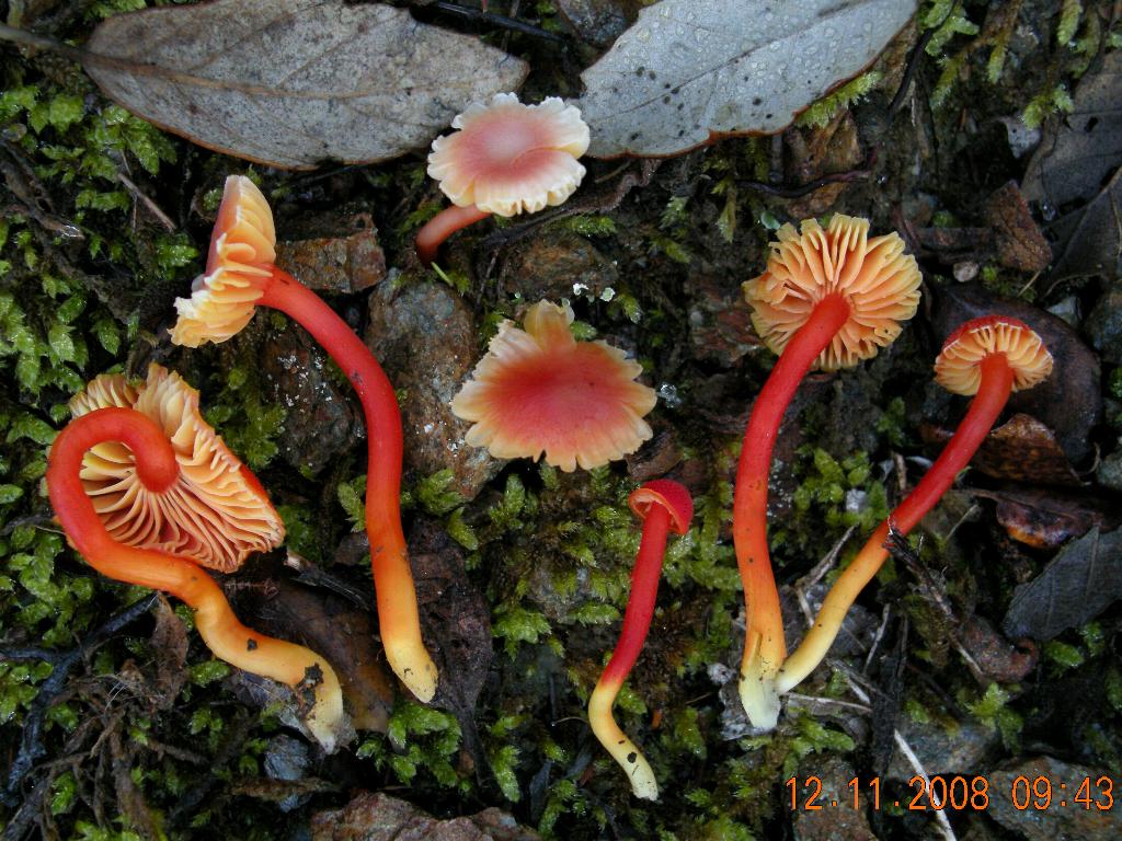 Hygrocybe  constrictospora?