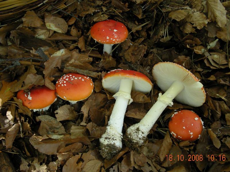 Escursione del 18.10.08