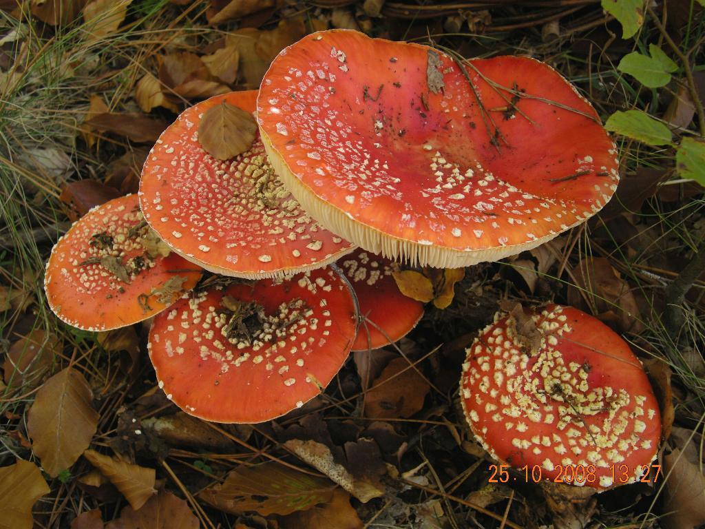 A. muscaria