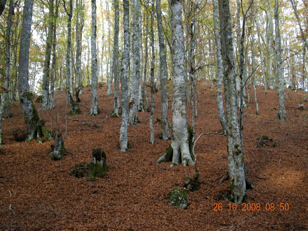 Pollino 26.10.08