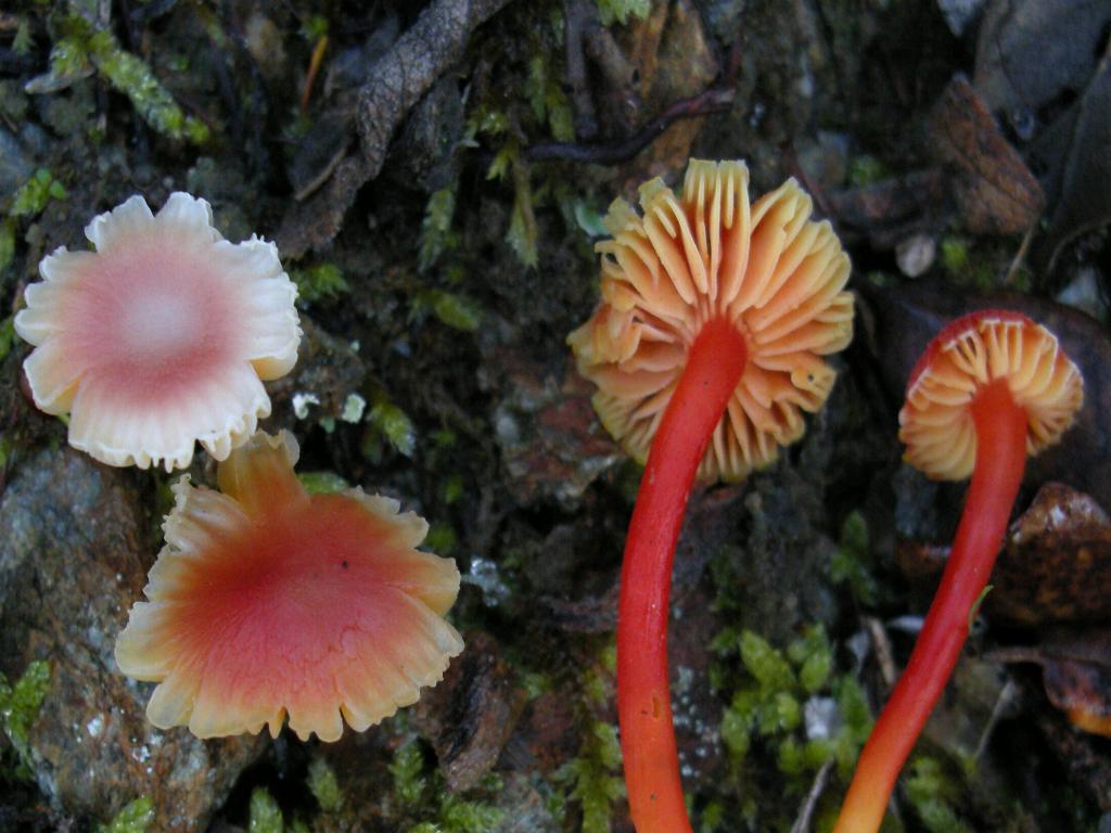 Hygrocybe  constrictospora?