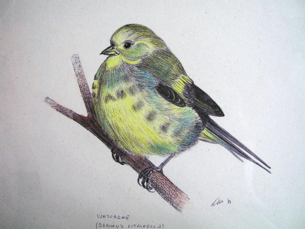 Serinus citrinella