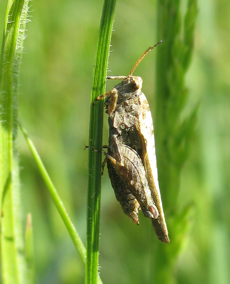 Tetrix ceperoi e Paratettix meridionalis (Tetrigidae)