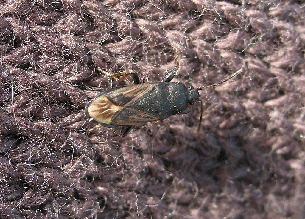 Megalonotus sabulicola